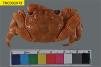 藏品(方蟹屬)的圖片